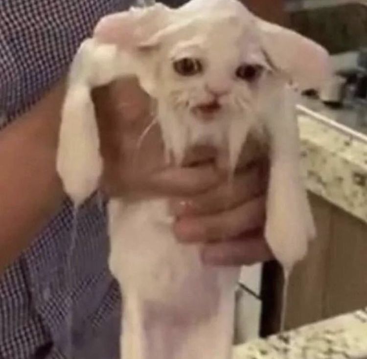 gunppangie901's tweet photo. How Ive been feeling since 8/13/26 https://t.co/jLi6fhfDaS