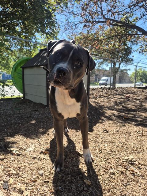 PetfindToronto's tweet photo. #COXWELL #MORTIMER Pls RT2unite #FOUND #DOG- 27-Aug-26 #Toronto Animal Services A1043742 #WEST 416-338-6271 GREY WHT #AMERBULLDOG M/1Yr https://t.co/X5cfbDFw2P