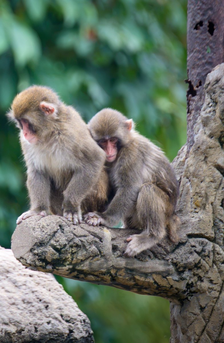 firo39's tweet photo. 甘えるパンチくん

#がんばれパンチ　#市川市動植物園 https://t.co/gI6PPy3BYN