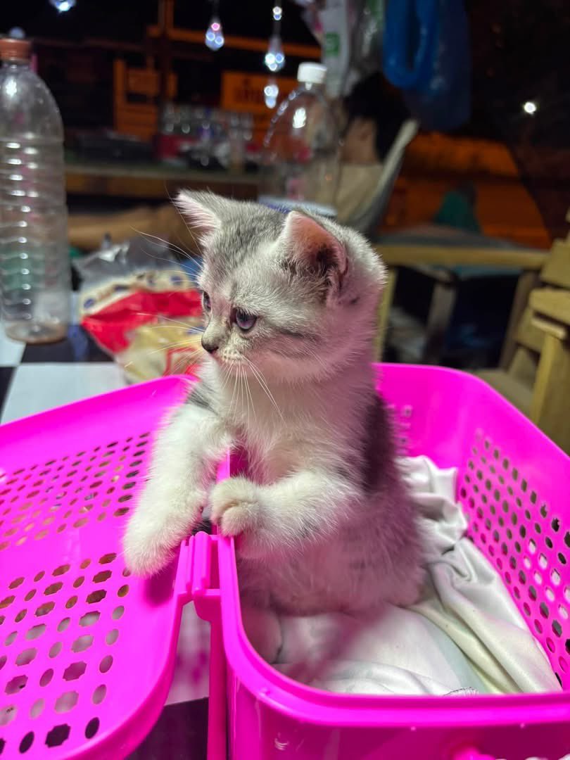 malimalineee's tweet photo. ❌❌แมวหายคะ❌❌

ต้นโพสคะ 👉 https://t.co/wUQmm6mwm4

ตั้งใจเก็บเงินชื่อมาเลี้ยง อยากหาอะไรใหม่ๆทำ เพราะตัวผมก็เป็นซึมเศร้า ฆตต.บ่อย เลยอยากตั้งใจชื้อมาเลี้ยงผ่อนคลายเครียด เขาเป็นความสุขส่วนนึงให้จริงๆเห้อ หนูไปอยู่ที่ไหนลูก ร้องไห้จนตาบวมเเล้ว😭

ขออนุญาตครับ🙏🏻

น้องเเมวหาย📌

เพศหญิง พันธุ์อเมริกันช็อตเเฮร์ผสมเปอร์เซีย 

วัยกำลังโต (หายพิกัดที่หลังโดมหนองวายโสม ห้วยโป่งระยอง )เป็นห้องเเถวใครอยู่เเถวนี้ ช่วยเป็นหูเป็นตาให้หน่อยครับ  ตัวเล็กมีปอกคอสีดำ ติดคอน้องอยู่ ชื้อมาเเพงจริงๆ ทำใจไม่ได้จริงๆ🙏🏻

ฝากเขาเลี้ยงเพราะตัวผมจะย้ายห้องไปอยู่ข้างนอก รอห้องใหม่เเต่น้องกลับหาย ผมพึ่งมารู้วันนี้เหมือนกัน ปกติจะเข้าไปหาน้องทุกๆอาทิตย์ ไปวันนี้กลับไม่เจอ ถามคนอยู่กับน้องเเล้ว วันที่27-28 น้องยังอยู่ออกมากินข้าวอยู่ วันนี้ผมไปไม่เจอน้อง คาดว่าจะออกไปไม่ไกล น่าจะอยู่เเถวนั้น ตัวยังเล็กอยู่  ไม่โทษใครที่น้องหาย โทษผมเองที่ไปฝากเขาไว้😭

ฝากพี่ๆหน่อยนะครับ📌