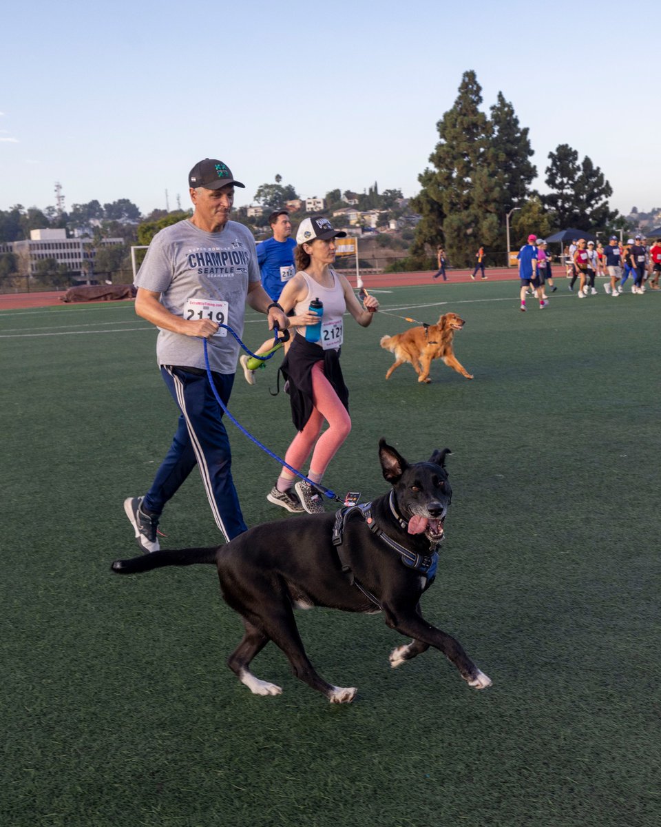 CalStateLA's tweet photo. Did they care about their finishing times? Probably not. Did they stop to sniff things along the way? Absolutely. 🐶 

Either way, the four-legged competitors in our inaugural Doggy Division crossed the finish line with enthusiasm, and that's a good day in our book! 🐾 https://t.co/unlkxxg2ca