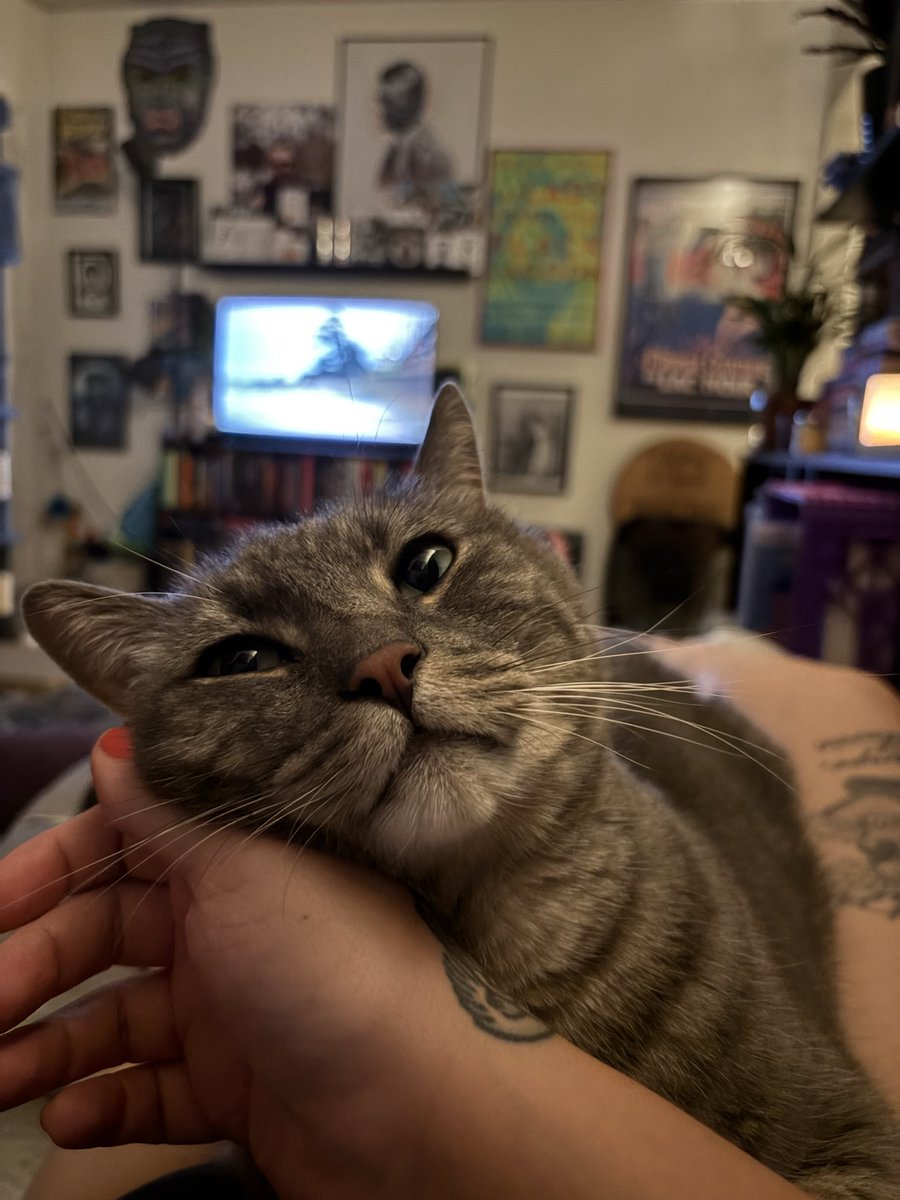 malloryomeara's tweet photo. Yeah okay sure cats are aloof, but have you met my son https://t.co/VDaMnNp1w9
