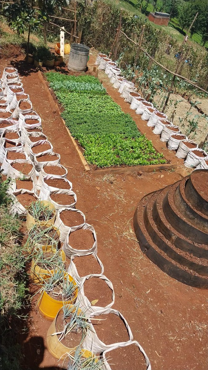 tobuildavillage's tweet photo. School gardens can even grow in sacks! Teach the children how to start seeds and prepare healthy soil!! Let it complement their meals. 

Just fold down bags for extra support, weight with rocks and sand, top with compost and soil, plant, and water. Bags hold moisture well! 💚🌱 https://t.co/M0Tg45XoLm