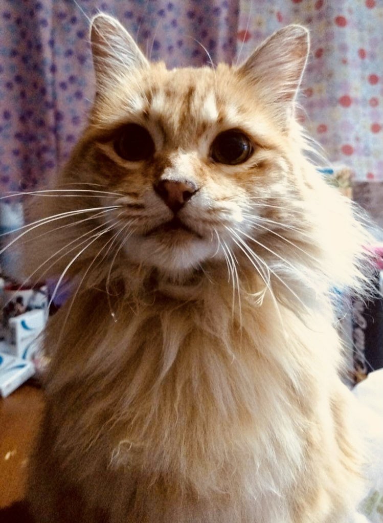 MiCheLLiTa21's tweet photo. @Tiofelino Mi güero ya está en el arcoíris 🌈🐱 pero es el más hermoso! 🥹 https://t.co/VfiGa8sfSD