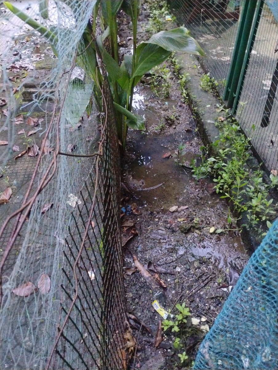 DineshRMehra's tweet photo. @RaviPur95241456 @vvcmc_official @palghar
2 Sep 2026
The gutters in Unitech Westend Bldg No 12 (Ghaggar) Bolinj are choked, overflowing and leaking for many months. Mosquitoes are breeding causing health hazards. Your intervention should help. Thank you. https://t.co/JNG160yXsh