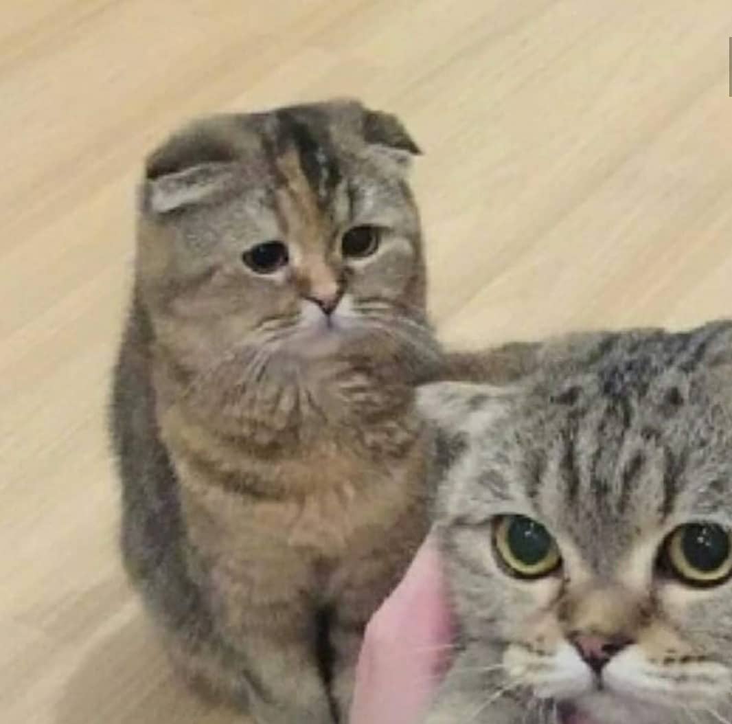 PunchingCat's tweet photo. https://t.co/nFxn0jaJBd
