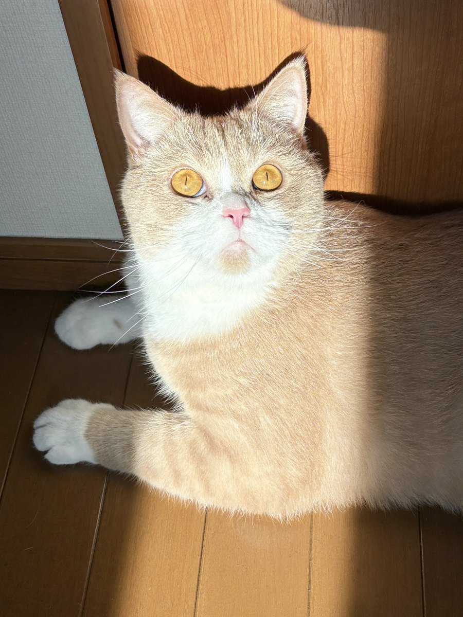 Kinapen_0's tweet photo. 太陽に照らされてるきなこ🐈🤎

#ブリティッシュショートヘア
#猫好きさんと繋がりたい https://t.co/nGhVViyvGh