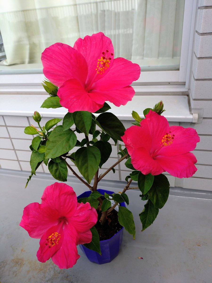 moon_cosmos's tweet photo. 昨日、東京に戻りました。
4日ほど留守にしてましたが、お花たち元気でした。

少し涼しくなったかと思いましたが湿度が高そうです。
お花のチェックをしただけで、日差しはなかったのに汗出てきました。
まだ暑いですね。

穏やかな一日を🍀 https://t.co/h9VlyC59XD