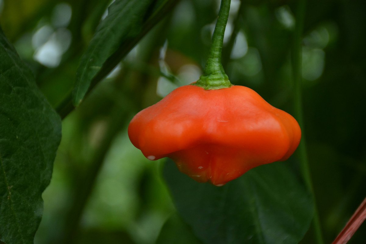 SerenityBeya's tweet photo. Hoy compramos pimientos rojos frescos y ajo para hacer un guiso casero delicioso! ， https://t.co/ZOdwfnJtIk