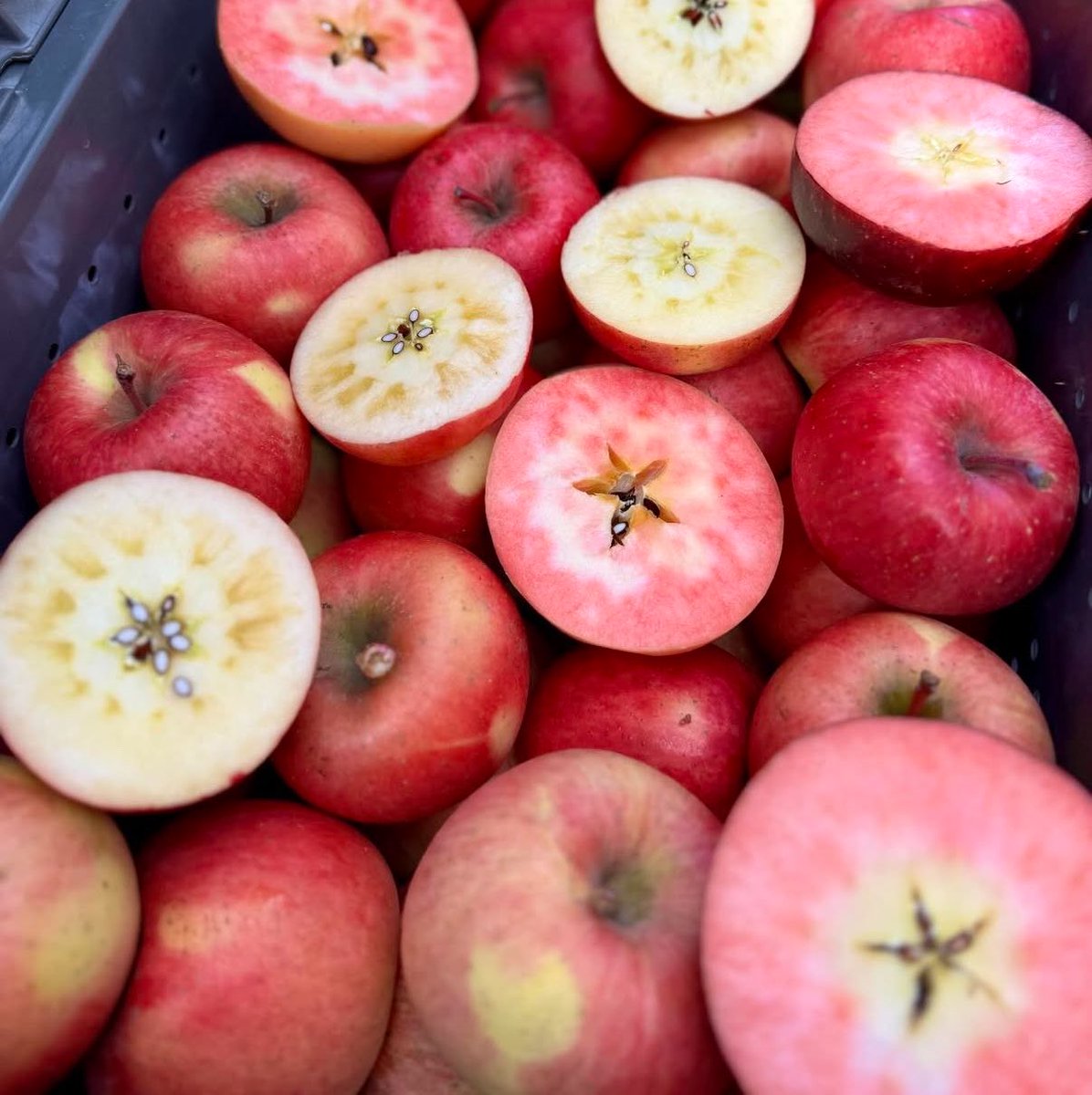 oic_happy's tweet photo. このりんご珍しい色してる〜！！🍎🤤 https://t.co/ZnUd1fFjFU