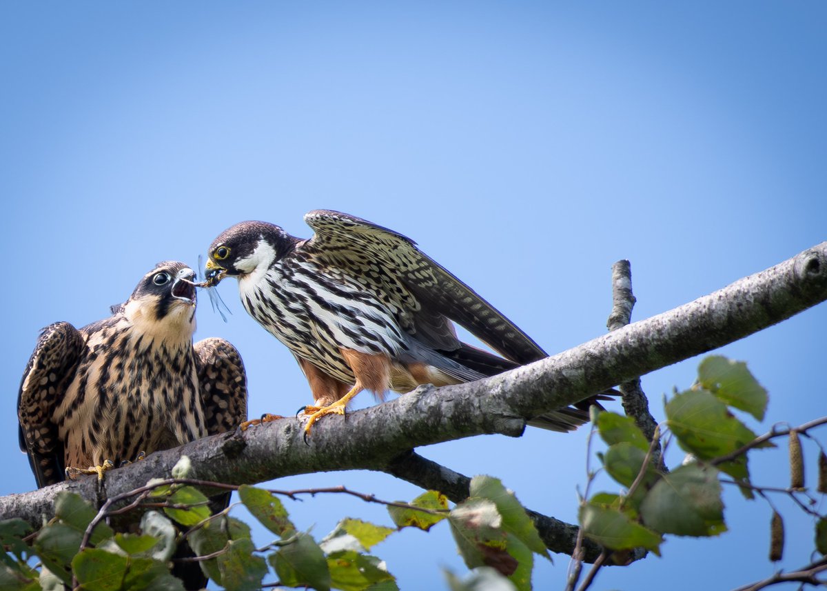 Opera385224's tweet photo. 命を紡ぐ。
Data:2026.09
Camera:Nikon D500
Lens:AF-S NIKKOR 200-500mm f/5.6E ED VR
#ニコン #D500
#野鳥 #チゴハヤブサ #北海道 https://t.co/NNr3ghzzJa