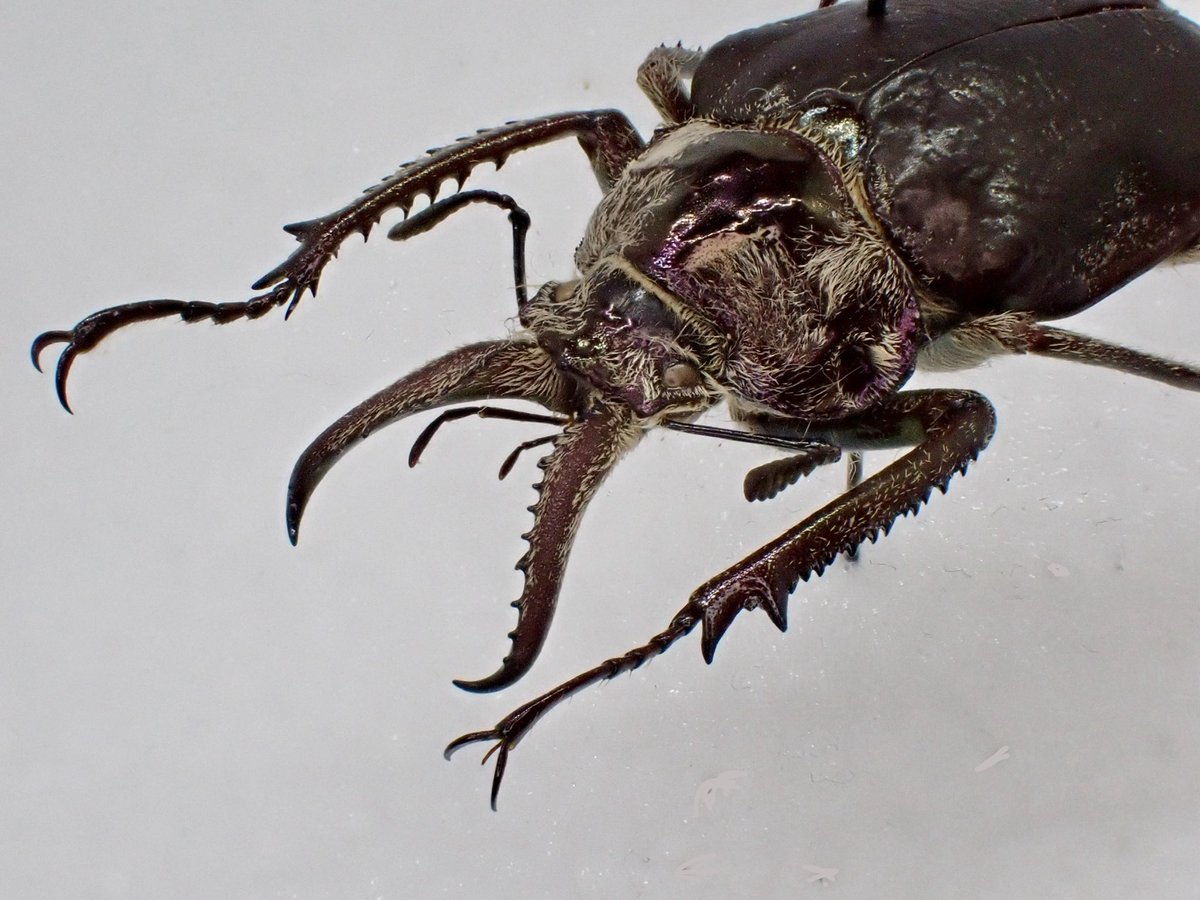 dkyygbs's tweet photo. 人気のコガシラクワガタは少し変化球のChiasognathus jousselini が入荷。

どこかシワバネクワガタ属の様に見えるのはこの種特有の毛深さ故だろう。

南米のクワガタコレクターの方、いかがだろうか。

#インセクトフェア
#花と角 https://t.co/KbglrrFdpj