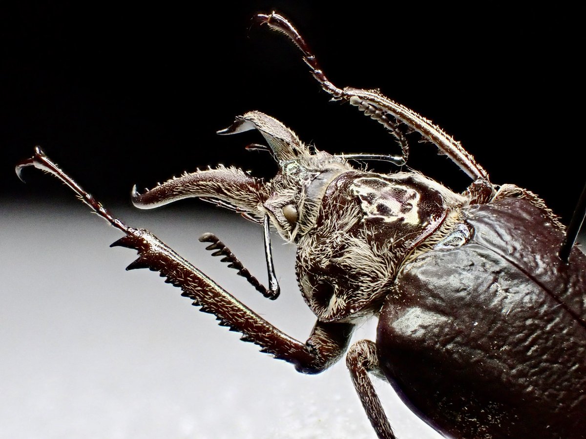 dkyygbs's tweet photo. 人気のコガシラクワガタは少し変化球のChiasognathus jousselini が入荷。

どこかシワバネクワガタ属の様に見えるのはこの種特有の毛深さ故だろう。

南米のクワガタコレクターの方、いかがだろうか。

#インセクトフェア
#花と角 https://t.co/KbglrrFdpj