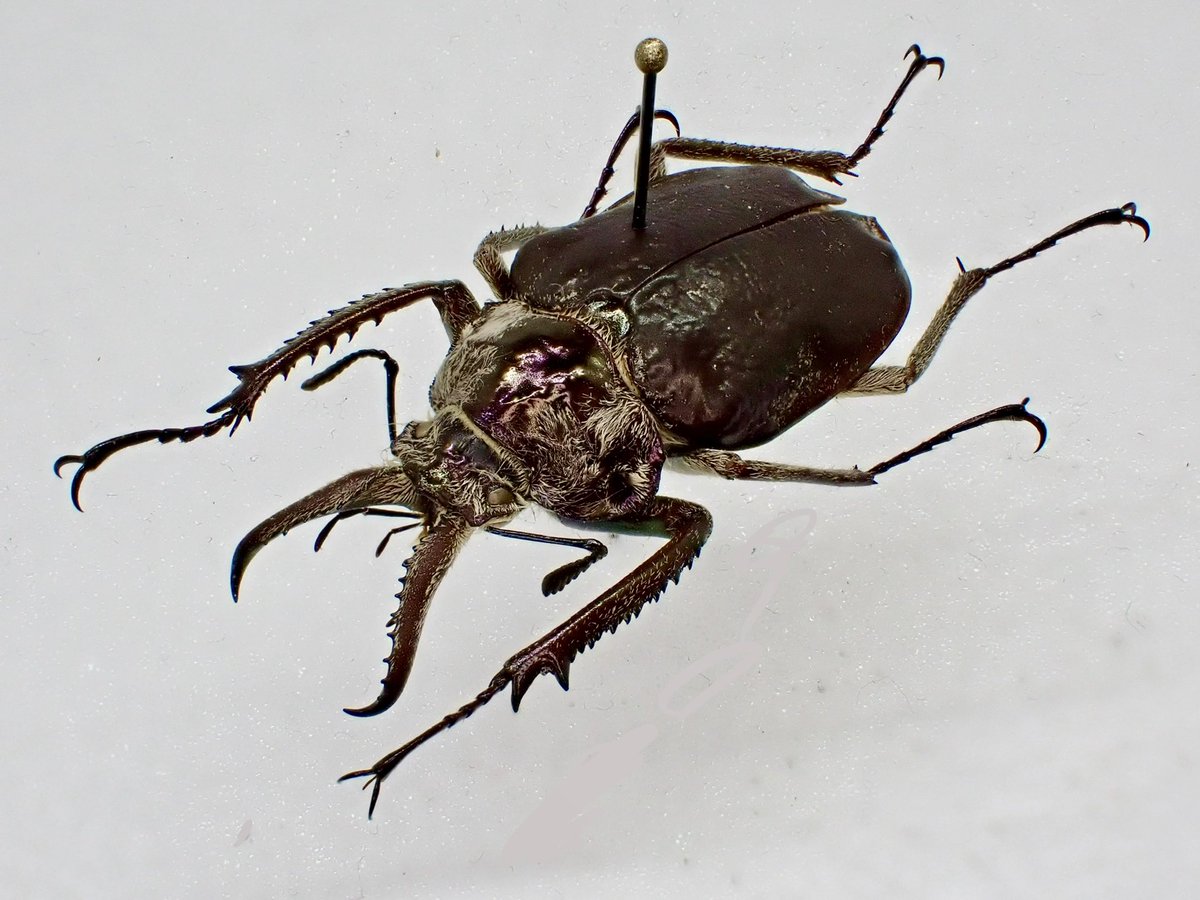 dkyygbs's tweet photo. 人気のコガシラクワガタは少し変化球のChiasognathus jousselini が入荷。

どこかシワバネクワガタ属の様に見えるのはこの種特有の毛深さ故だろう。

南米のクワガタコレクターの方、いかがだろうか。

#インセクトフェア
#花と角 https://t.co/KbglrrFdpj