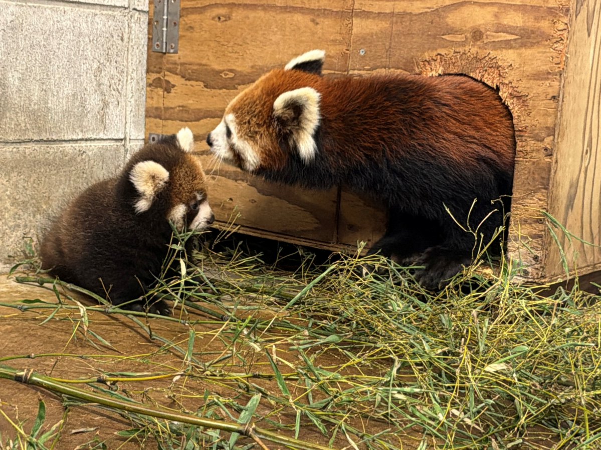 nishiyama_zoo's tweet photo. 【レッサーパンダの赤ちゃん情報】
自然哺育のかのこの仔は、最近巣箱の外に出るようになりました。
竹の枝をかじったり、周りを見渡したりしながら少しずつ世界を広げています。

撮影をしていると、お母さんのかのこがひょっこり登場。
何もしないから安心してね！ https://t.co/aS6Ci4494n