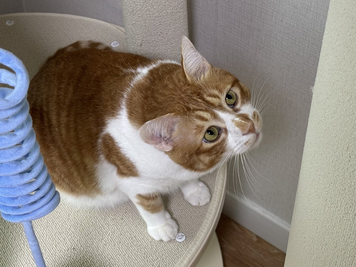 feed_Rang's tweet photo. 고양이 생일선물 미리 주문해서 벌써 왔는데 
이거 뭐냐고 한참 들여다보더니 한번 긁고 자러감…
(대형 스크래쳐 샀어요…) https://t.co/Le79VUttwo