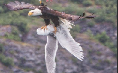 Zaldivismo's tweet photo. @Fidel_Blue17 Las aguilas domando a las gaviotas hoy y siempre

Del Palace de la cuna al cajón https://t.co/7alSug12yl