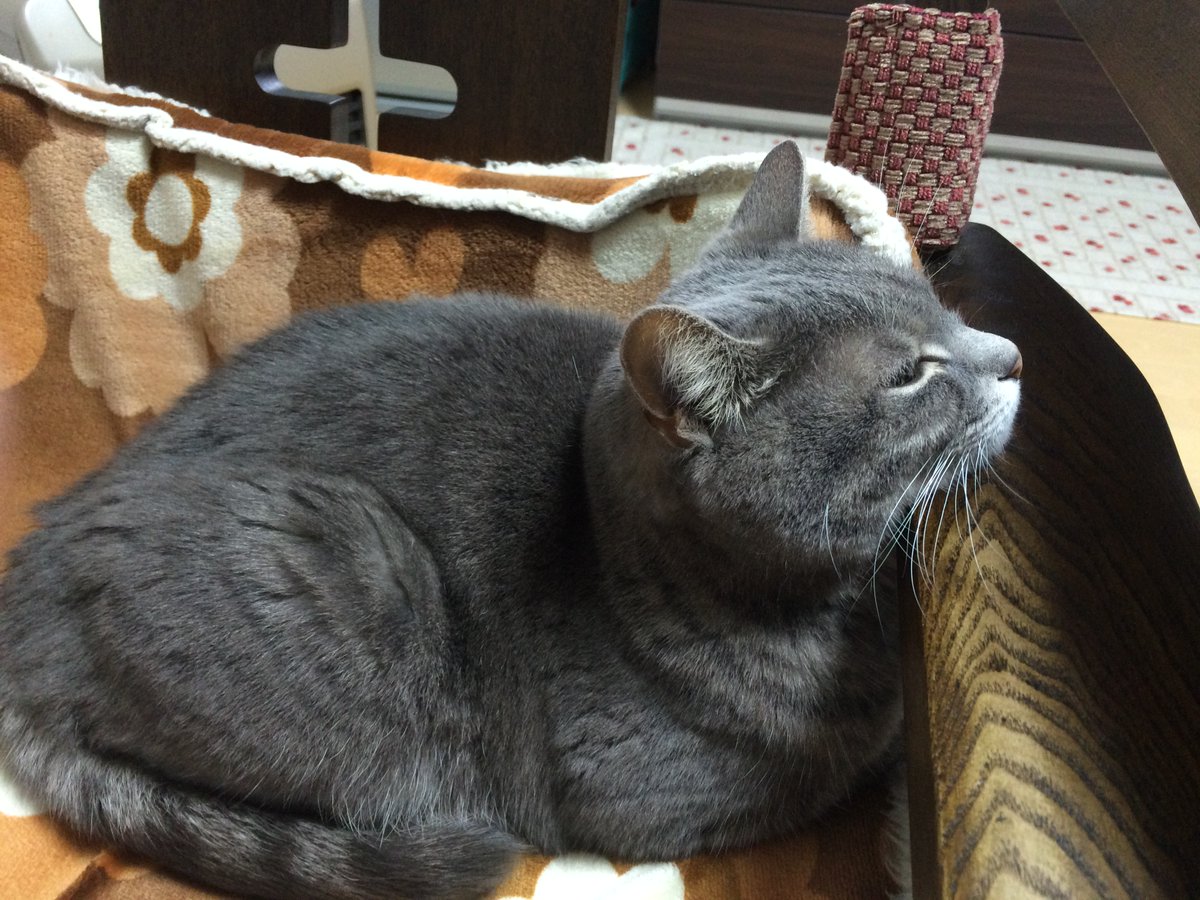 cat2044360's tweet photo. 来週の月曜日でラムが旅立ちはや３ヶ月です、ラムが旅立った日からラムの遺影の前で毎日朝と夜のおはようと感謝を述べ、そして２９日には「今月もありがとう、また来月もよろしくね」と感謝を述べてます。 https://t.co/thKNuvlIRE