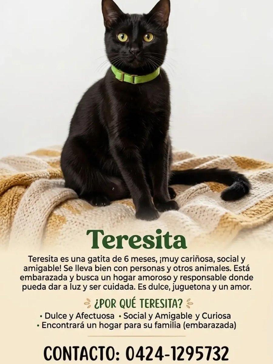 PerroUsuario's tweet photo. Teresa está en estado de preñez. Se refugia en el Liceo Teresa Carreño, donde obviamente no puede vivir. 

AYUDEMOS A SACARLA DE SU ABANDONO. Se comprometen a esterilizarla y a sus peques buscarles hogar.

Contacto: 0424.129.57.32 https://t.co/8iNVH7EaE6