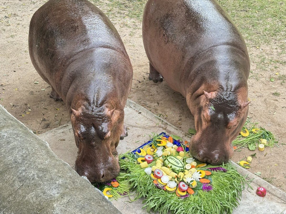 KhaokheowZoo's tweet photo. Happy birthday เจ้ขาหมู 9 ขวบ

🙏ขอบคุณ คุณ Jennifer นะค่ะ ที่ร่วมมอบเค้กให้เจ้ขาหมู
Cake for zoo friends 🥬🌽

#Kkoz #ขาหมู #สวนสัตว์เปิดเขาเขียว #2กันยา #hbdขาหมู #ฮิปโป #hippo https://t.co/4eKqarjQAu