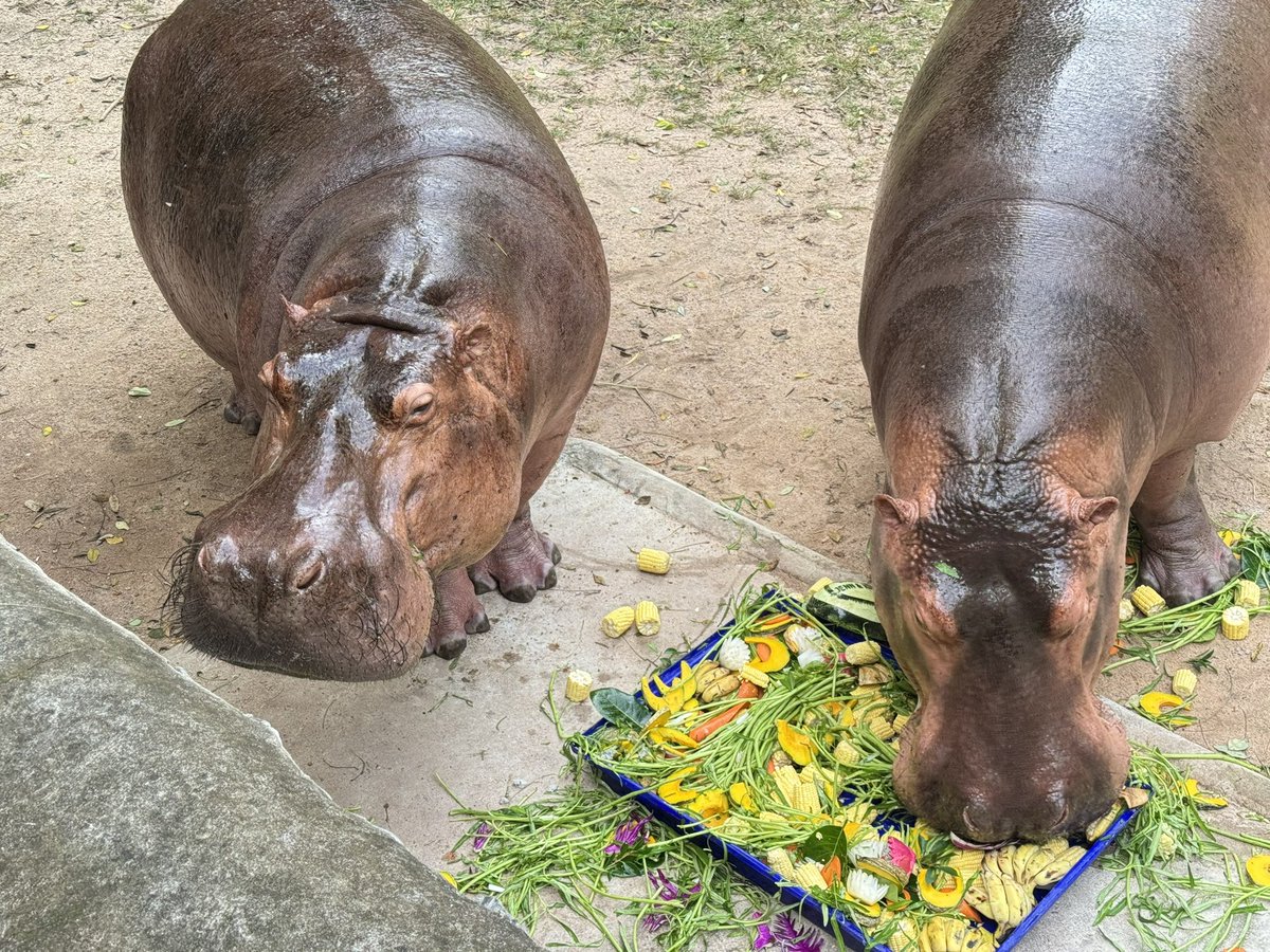 KhaokheowZoo's tweet photo. Happy birthday เจ้ขาหมู 9 ขวบ

🙏ขอบคุณ คุณ Jennifer นะค่ะ ที่ร่วมมอบเค้กให้เจ้ขาหมู
Cake for zoo friends 🥬🌽

#Kkoz #ขาหมู #สวนสัตว์เปิดเขาเขียว #2กันยา #hbdขาหมู #ฮิปโป #hippo https://t.co/4eKqarjQAu