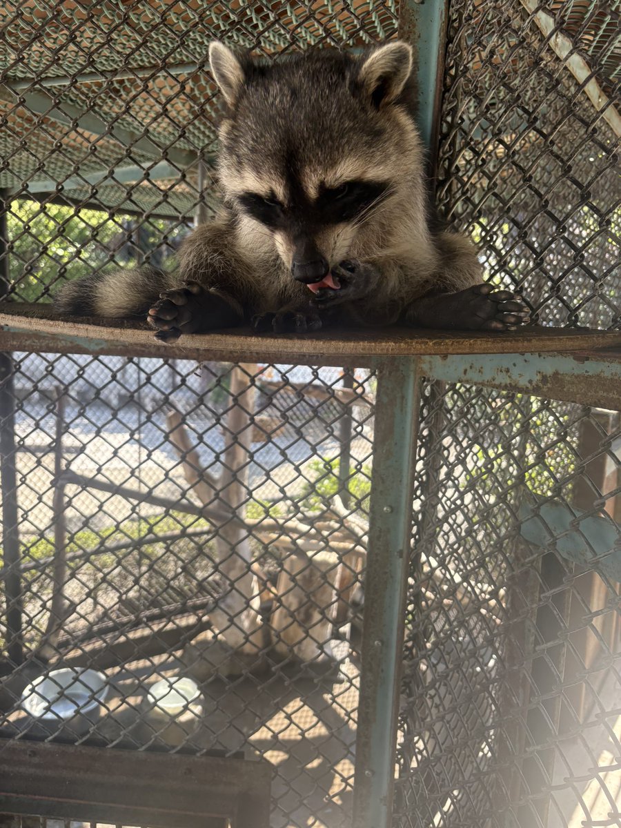 suzakazoo's tweet photo. ぬいぐるみのような座り方をしていたオトくん♂🥰

 #須坂市
 #須坂市動物園
 #アライグマ
 #raccoon https://t.co/NbqhhwZO3T