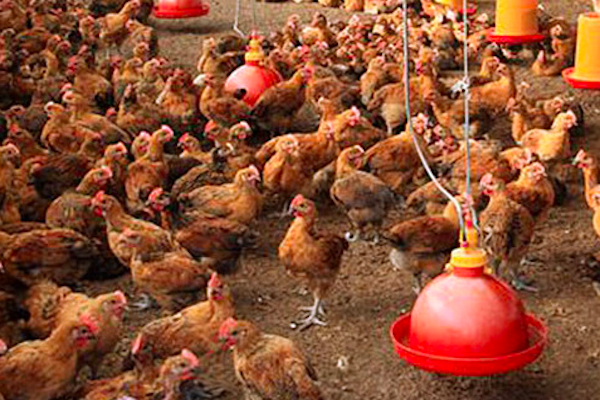 stoutagri's tweet photo. Choosing a poultry drinking system is not only about water access.

Bell drinkers and nipple drinkers behave differently in real farm conditions, especially when it comes to cleaning, water spillage, litter and daily labor. https://t.co/PONi2Yyu0o