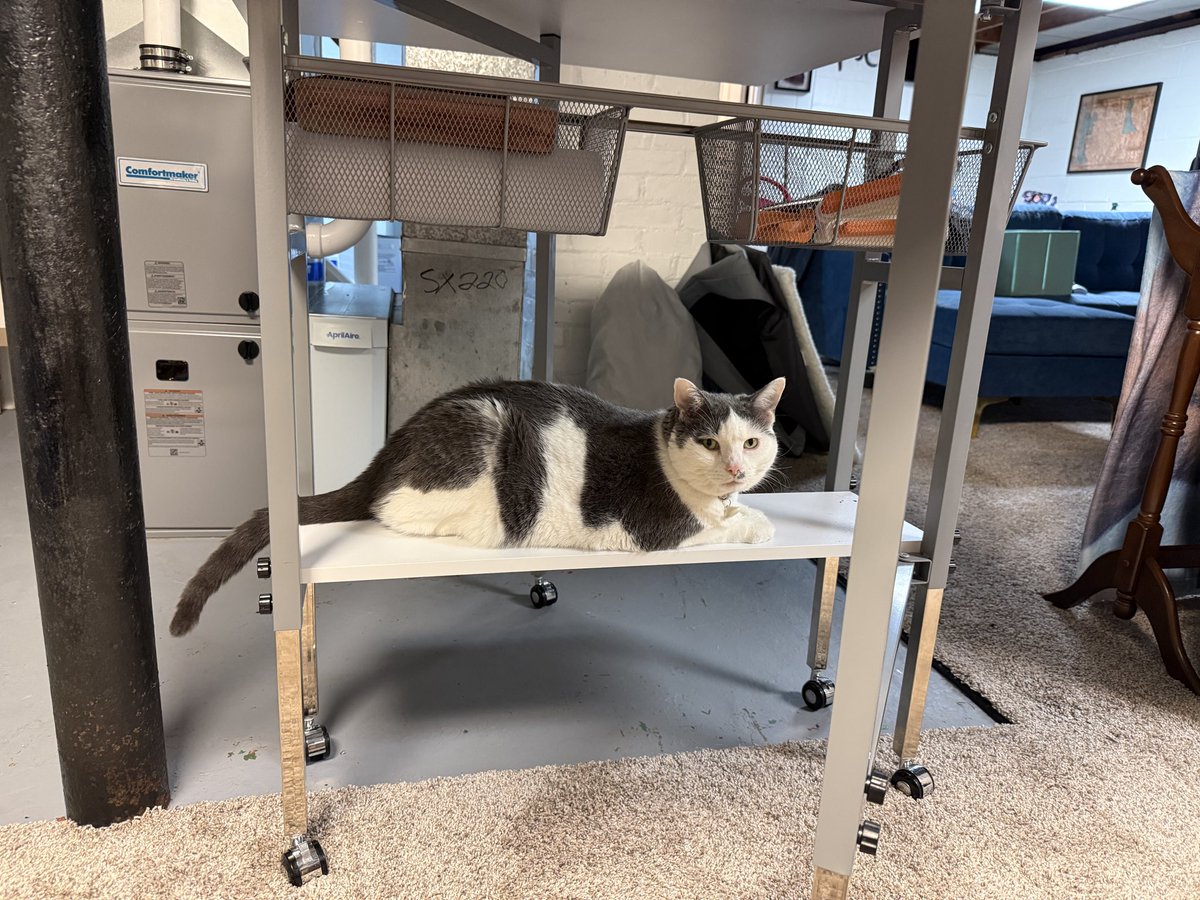 bardic_creation's tweet photo. Sewing space in our new house is messy while I'm still getting unpacked and organized but it's honestly heaven to have a spot just for sewing
Next we have to get the garage workshop counters clean and 3D printer set up https://t.co/3X7ViQxUgn