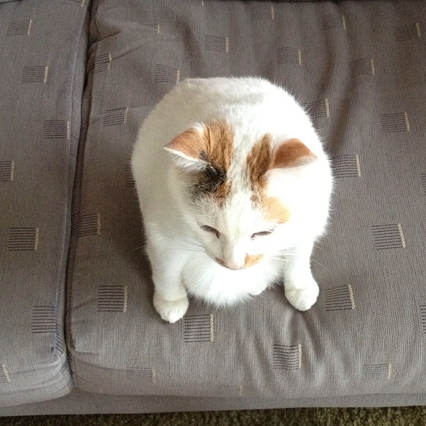 VerdellEberl's tweet photo. 形のない重力にただ抗うだけで一日が終わっていく。なんだか少しだけ、自分の輪郭さえも曖昧になっていくような気がして、それがひどく心地いい。 https://t.co/sOtB5kNpUx