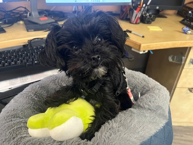 PetfindToronto's tweet photo. #LAWRENCE #WARDEN #WAYNE  Pls RT2unite #FOUND #DOG- 28-Aug-26 #Toronto Animal Services A1043811 #NORTH 416-338-8723 BLACK #POODLE-TOY #MALTESE F/11Mth https://t.co/VlGPFFSeyR