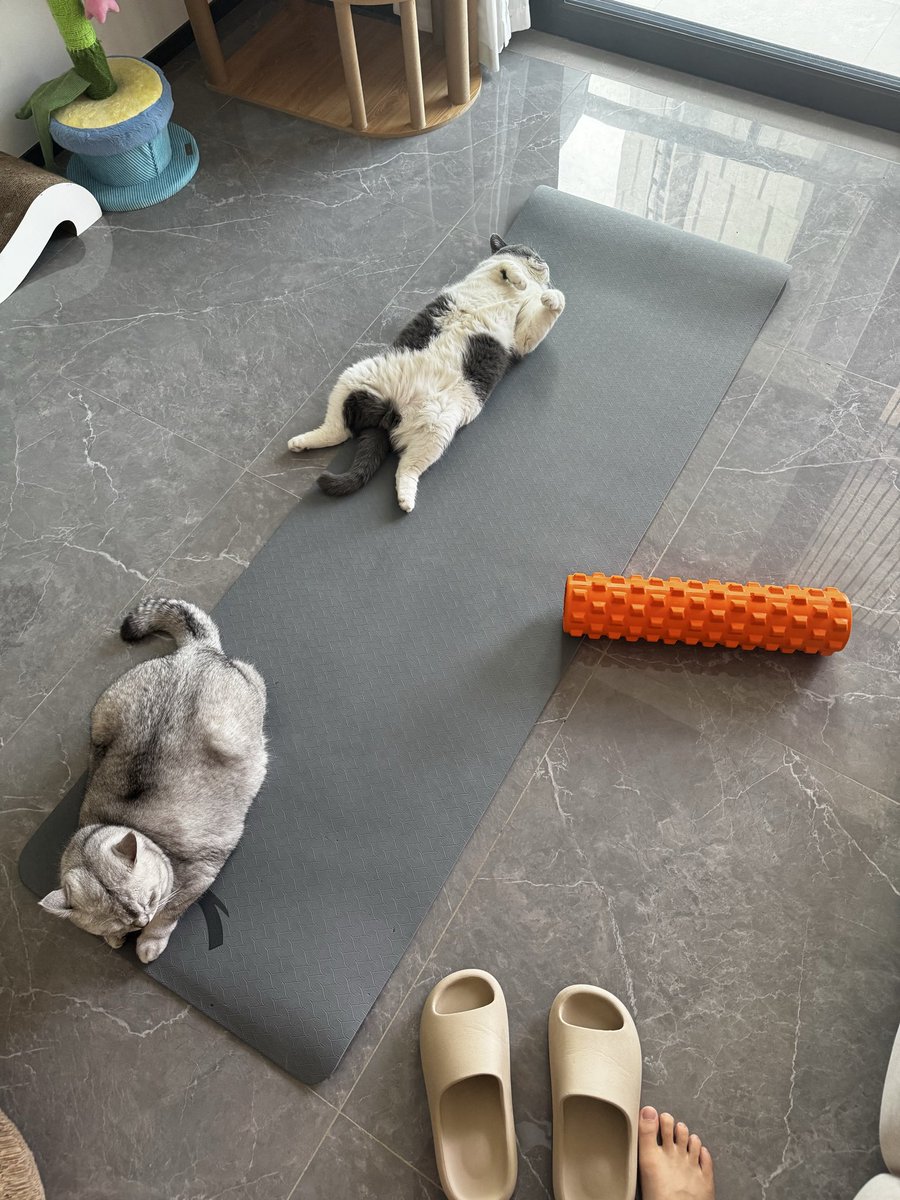 tthuaili595's tweet photo. 我准备热身去健身
瑜伽垫=🐈
地面=我 https://t.co/Z3yODkNn5q