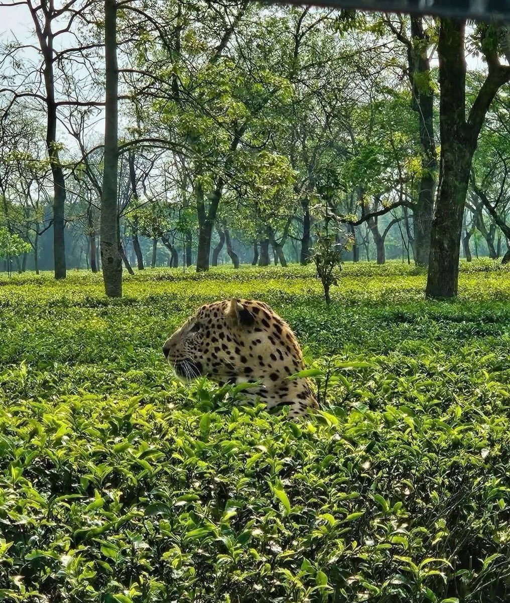 ParveenKaswan's tweet photo. Leopard in a tea cup. You know there are more leopards in tea gardens these days than the forest. Do you know why !! https://t.co/rwDpP43Q5c