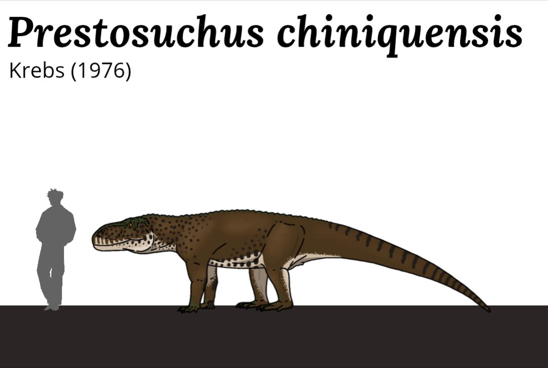 Miguel7sampaio's tweet photo. Nome científico: Prestosuchus chiniquensis 

#SetembrosuchusBR
#SeptembersuchusBR
#Prestosuchuschiniquensis https://t.co/n5ICUwLwpa