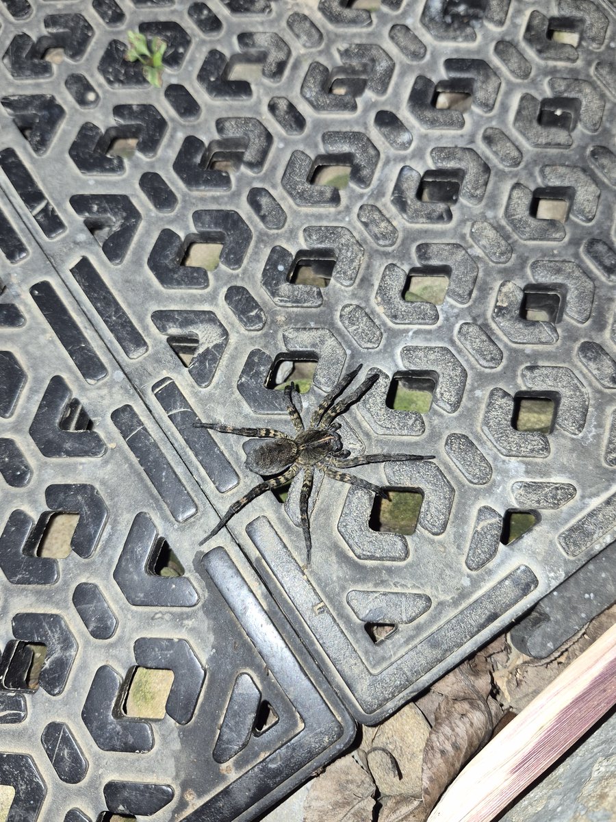 InkCapShroom's tweet photo. A spider i saw tonight, what should I name him? https://t.co/4R60gxeiep