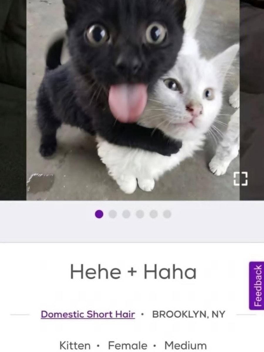 seraphisonfire's tweet photo. hehe and haha https://t.co/xq65Dmzw6R