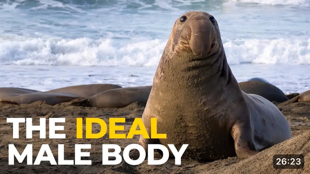 st_nedseal's tweet photo. very much new to #nsfwtwt #nsfwtwtًً (*´▽`*)
i'm selkie haiaiii 🦭
18, he/they bigender butch gaybian
switch leaning sub
petplay, plushophilia, belly content, and lots of other kinks n fetishes
<3 + rt to be moots !!
#nsfw #petplay #ftmporn #ftm #t4t https://t.co/ephgoLiZVu