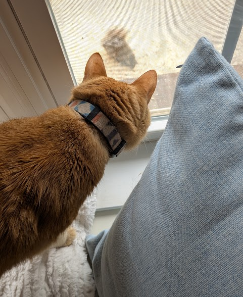 rimshotius's tweet photo. @TheStourbridge This is Tullibee, protecting us from the Evil Patio Squirrel.  😄 https://t.co/MbM8pHz9iO