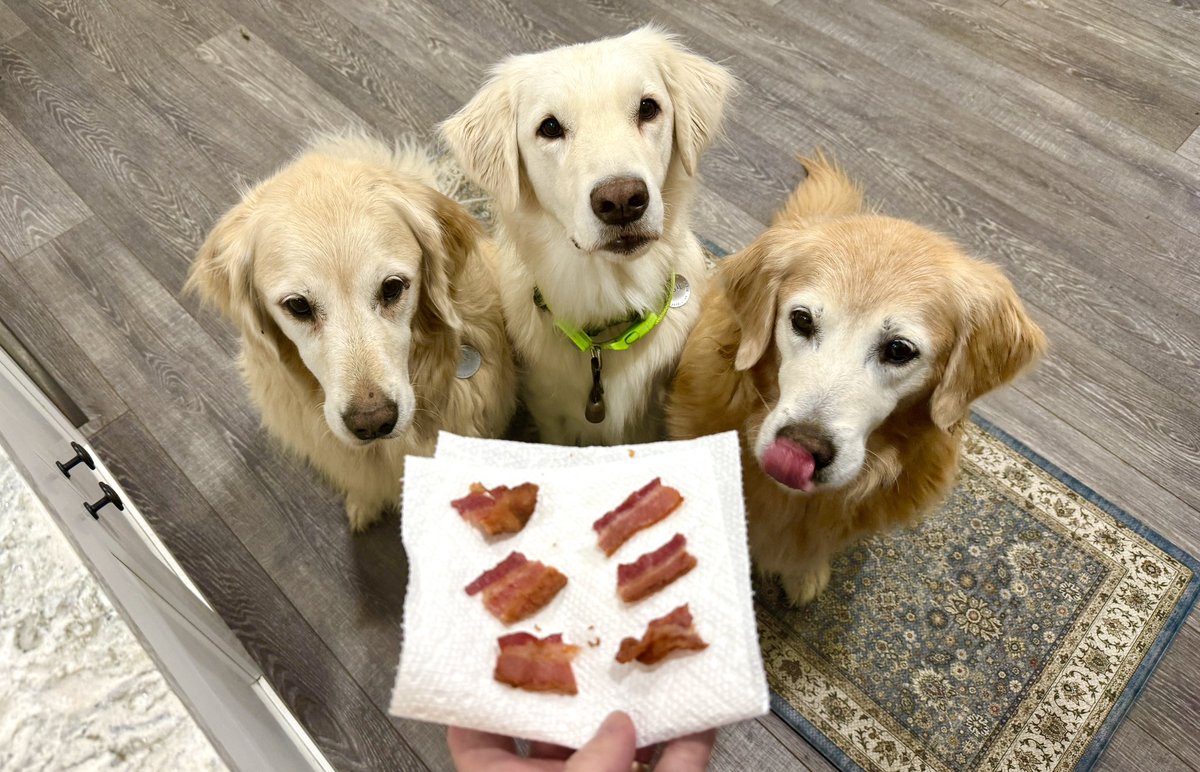 MikeFrezon's tweet photo. “Dad forgot #BaconMonday this week. We didn’t. 

But we told him he could fix it with #BaconTuesday. He did.

We lub Dad”

-Pete, Augie &amp; Sophie

#BrooksHaven #GoldenRetrievers #grc #dogcelebration #TongueOutTuesday https://t.co/ixxFSlnbCF