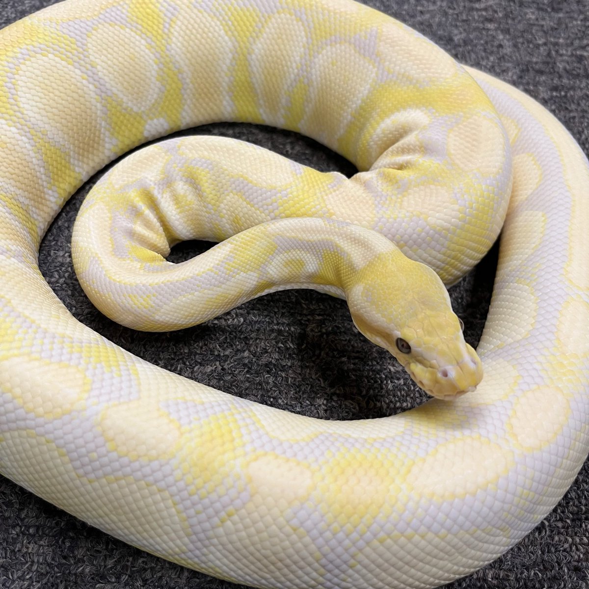 Ballpython_JP tweet picture