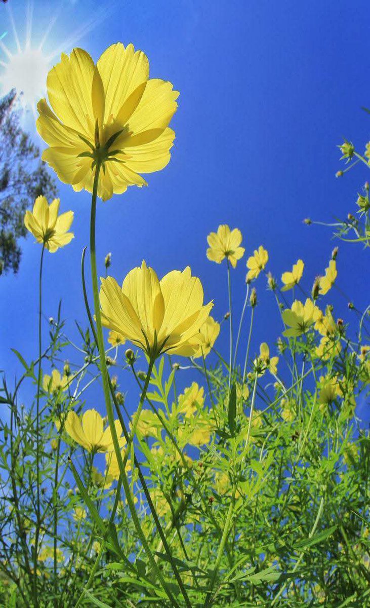 MonicaDrie's tweet photo. 🌼🌿 https://t.co/3awt03J9j0