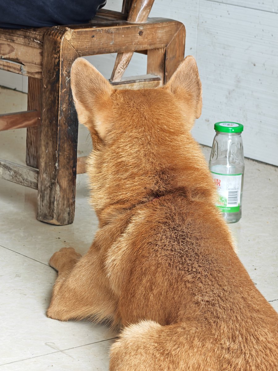 flora7299's tweet photo. 毛绒绒
#dog https://t.co/BwbVHSWu8d
