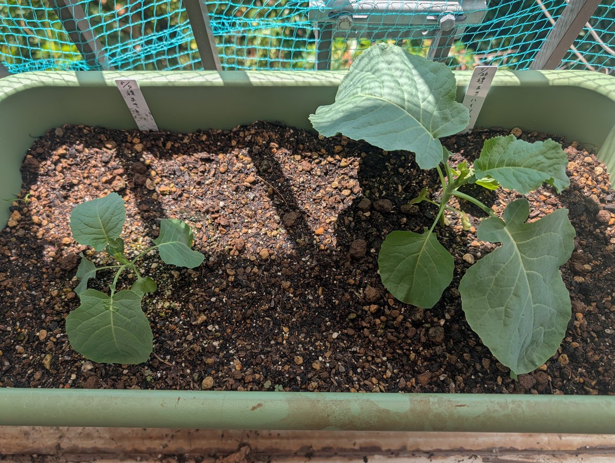 plachannel_com's tweet photo. 秋取り枝豆(徒長したけど💦)の花が咲いたよ🙂あとブロッコリー🥦

#プランター栽培
#プランター菜園
#家庭菜園
#ContainerGardening 
#VegetableGardening https://t.co/D6YbFInrFp
