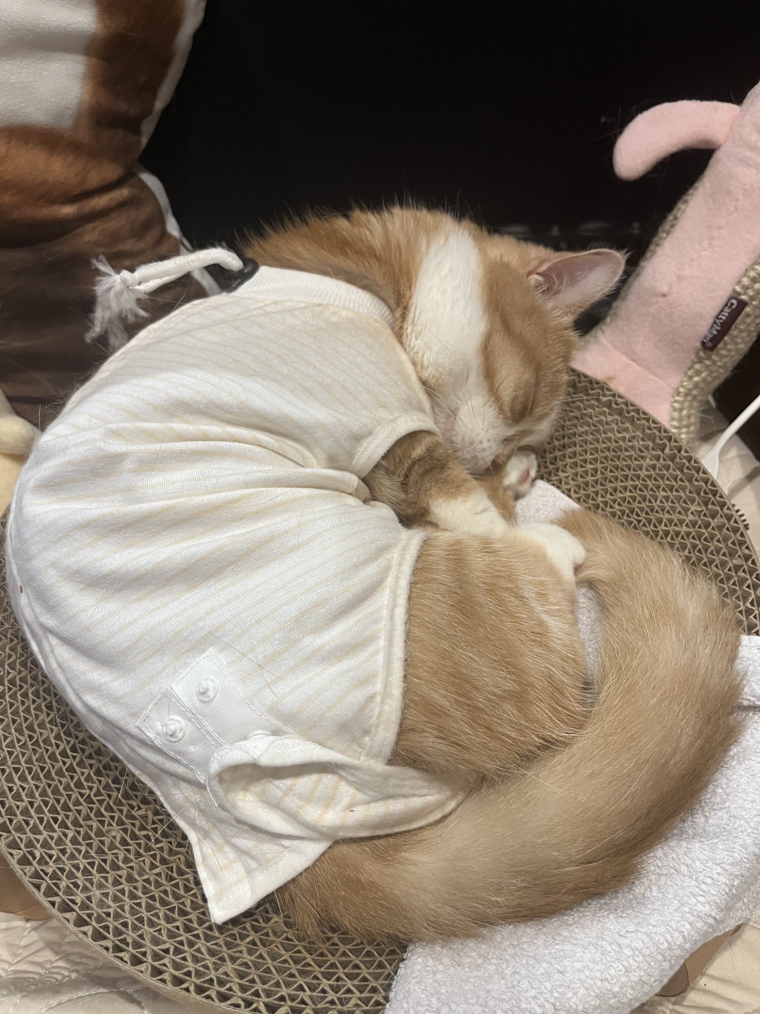 虎太郎(5歳) on X: 