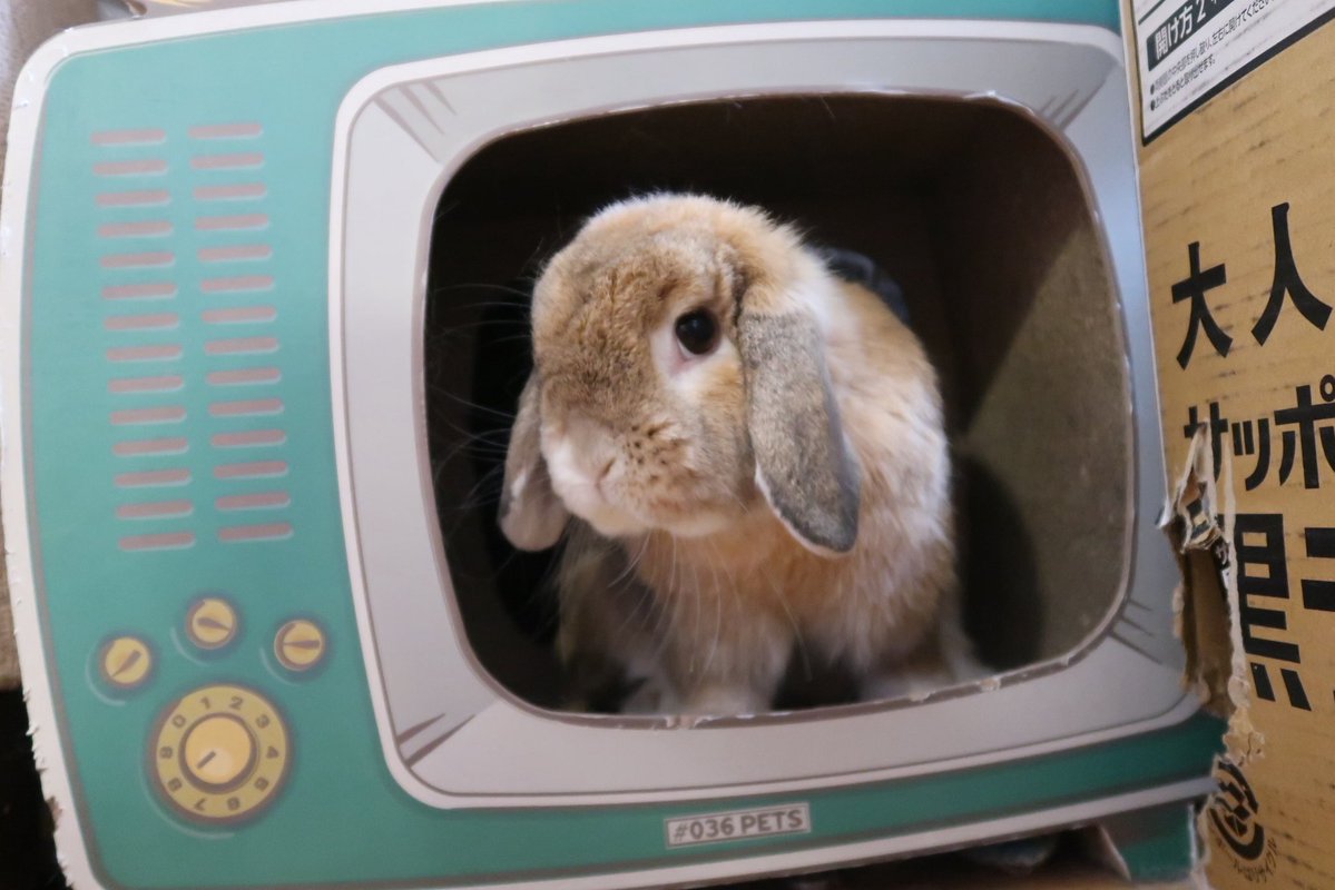 JAZZ_TM1's tweet photo. 同居猫ちゃんのテレビ風爪研ぎを我が物顔で使うルナちゃん。
テレビの中でポージング…自分が可愛い事を分かってるね？

#うさぎ
#ロップイヤー
#うさぎのいる暮らし https://t.co/6KlKdeIxvK