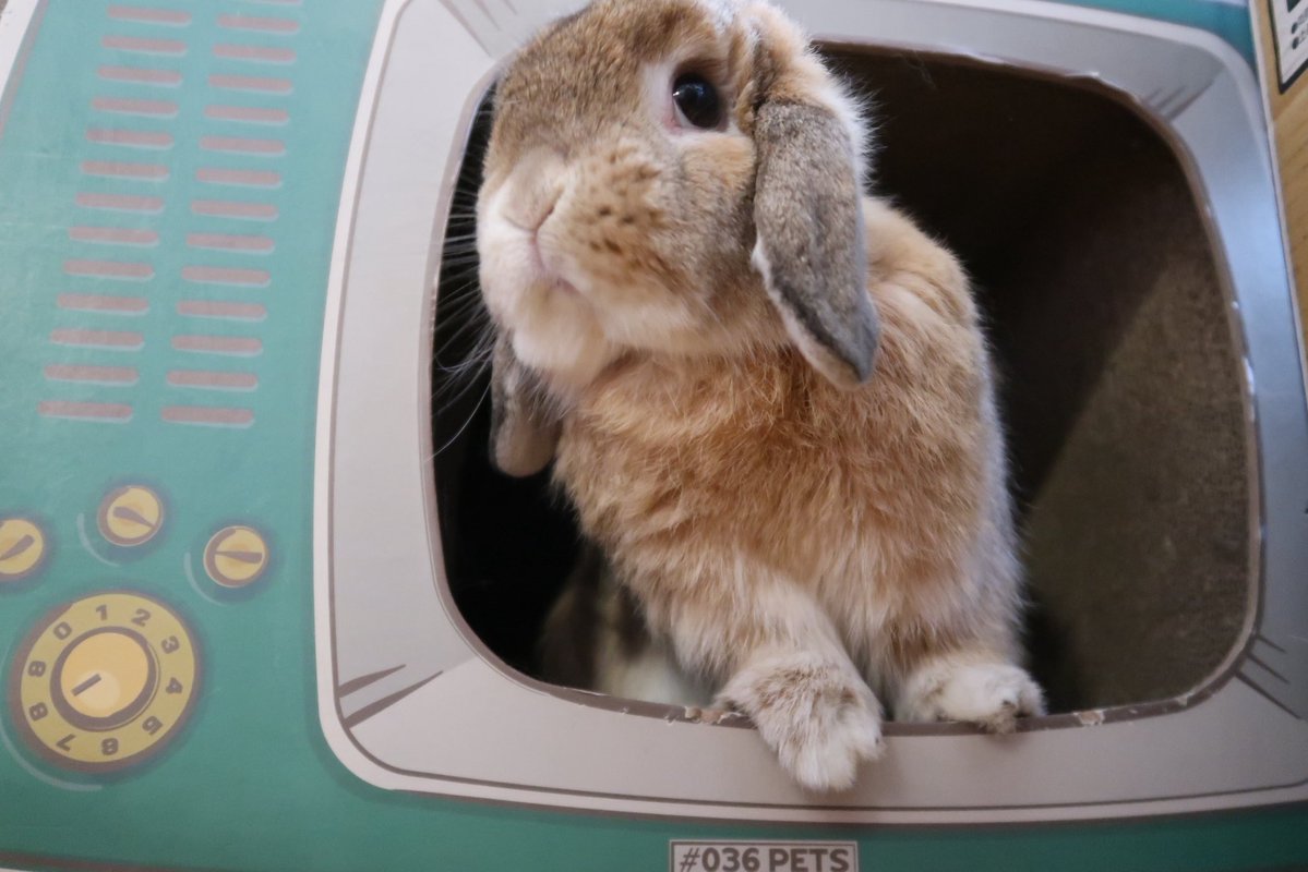JAZZ_TM1's tweet photo. 同居猫ちゃんのテレビ風爪研ぎを我が物顔で使うルナちゃん。
テレビの中でポージング…自分が可愛い事を分かってるね？

#うさぎ
#ロップイヤー
#うさぎのいる暮らし https://t.co/6KlKdeIxvK