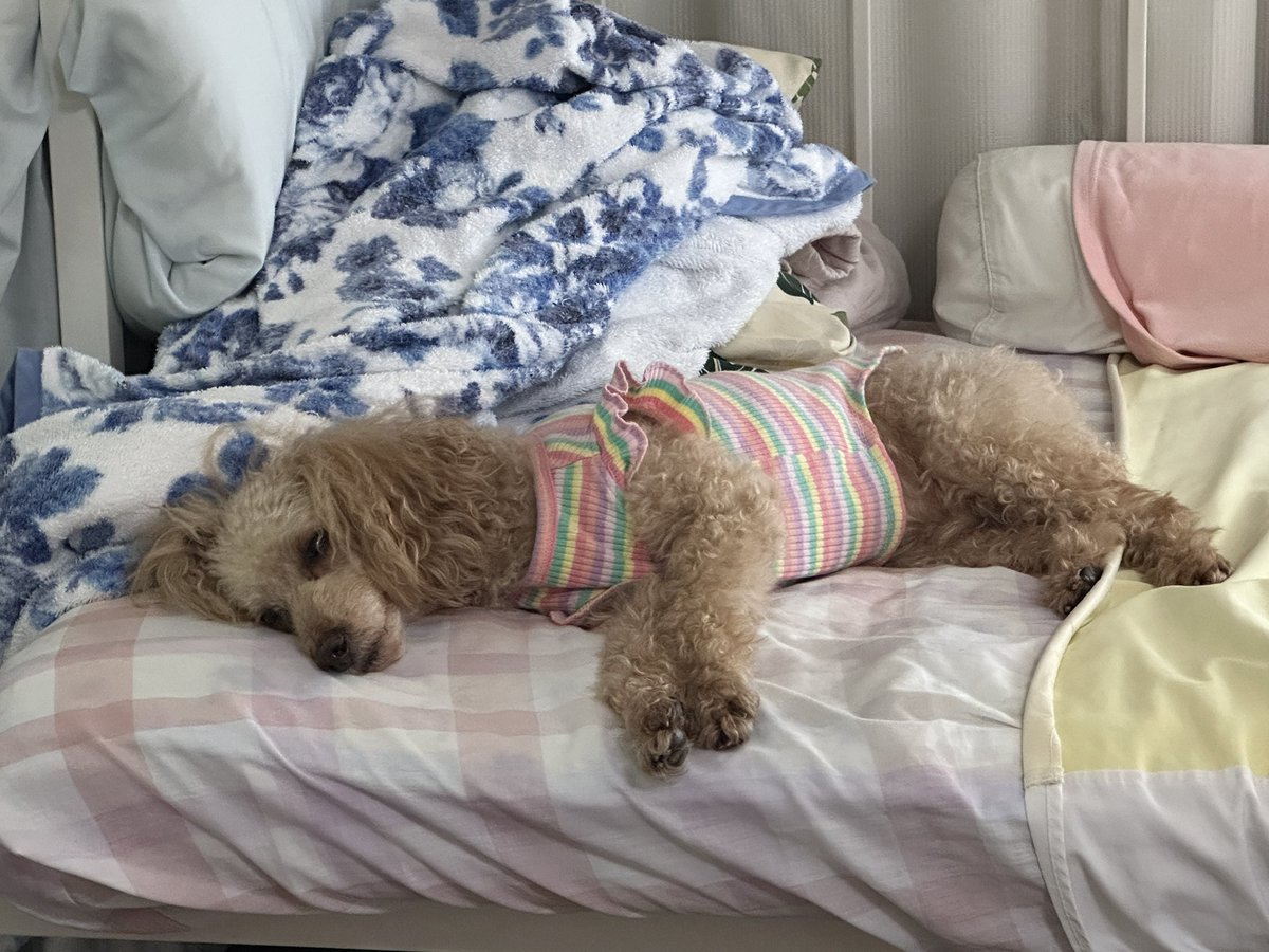 kahij1's tweet photo. 🐶今日の「ごのちゃん」📸

🏡🐕 https://t.co/m6KKYJDnfv