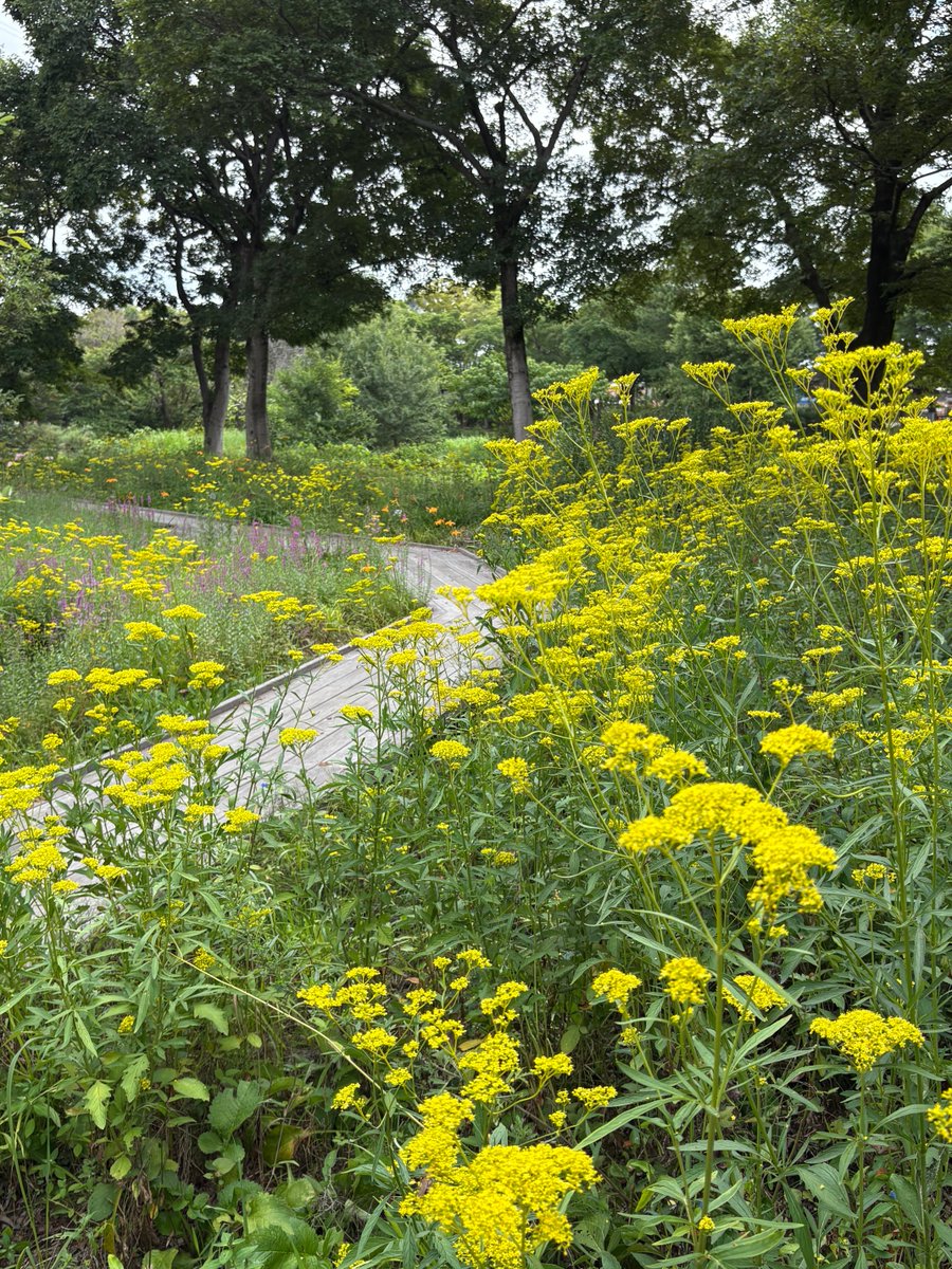 JungSa17's tweet photo. 久しぶりに公園を散歩した🚶
まだ暑いけど、秋の花が暑さを和らいでくれた🌱 https://t.co/bmzUnodXoo