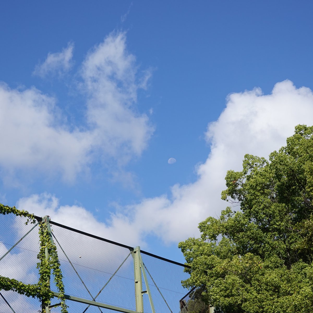 noirmick_'s tweet photo. 朝はこんなに晴れてたのに…
天気予報どおり、曇って雨もパラパラ。
ここから2週間、ずっと雨かー https://t.co/2OuKl4bHA0