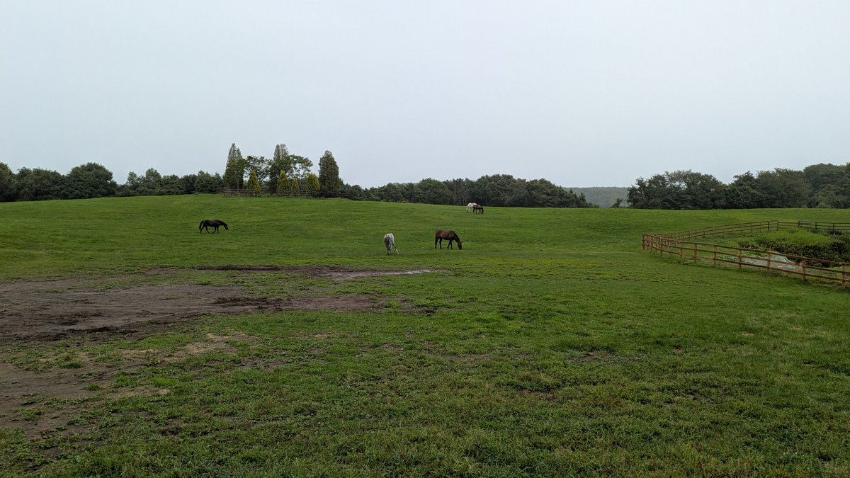 tsunakish's tweet photo. 朝からレンタカーを借りて、日高で牧場見学🏇
お目当てのナランフレグは種付期間中で残念ながら再会ならず😓
でも2年ぶりにいろんな馬見れて癒された。
驚きやったのは、yogiboヴェルサイユリゾートファームから2kmぐらい離れたところに第2ファームを建設中でちょっと覗けたのが良かった😊 https://t.co/vyLRvpinWS