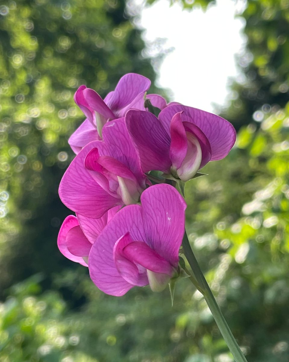 NikiaVasseur's tweet photo. Sweet pea https://t.co/u5PqWg4JPP